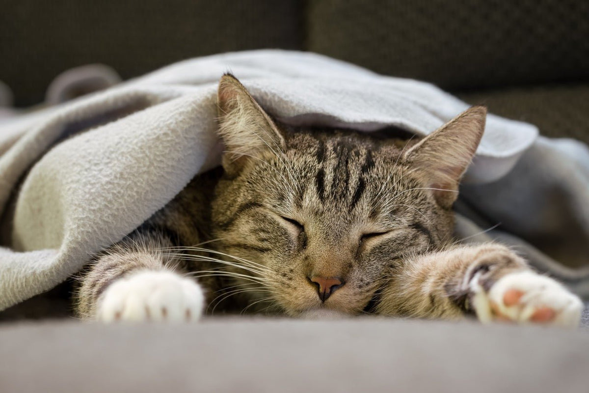 The Cosy Mystery: Why Does My Cat Sleep Under the Covers? - Pryde Pets | prydepets.com.au